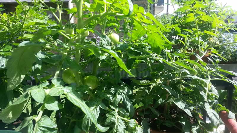 2015-05-18_My-Tomato-Plants